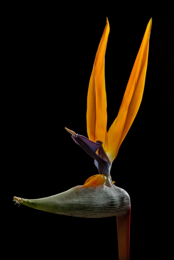 Strelitzia Paradiesvogelblume 