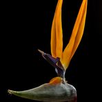 Strelitzia Paradiesvogelblume 