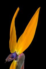 Strelitzia Paradiesvogelblume  