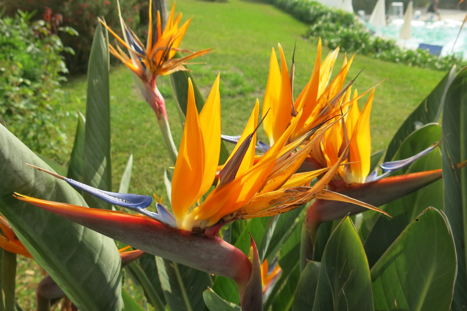 Strelitzia regina