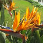 Strelitzia regina