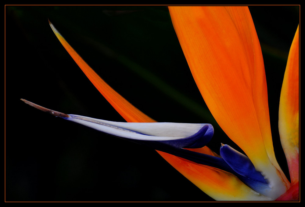 Strelitzia reginae