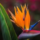 Strelitzia reginae