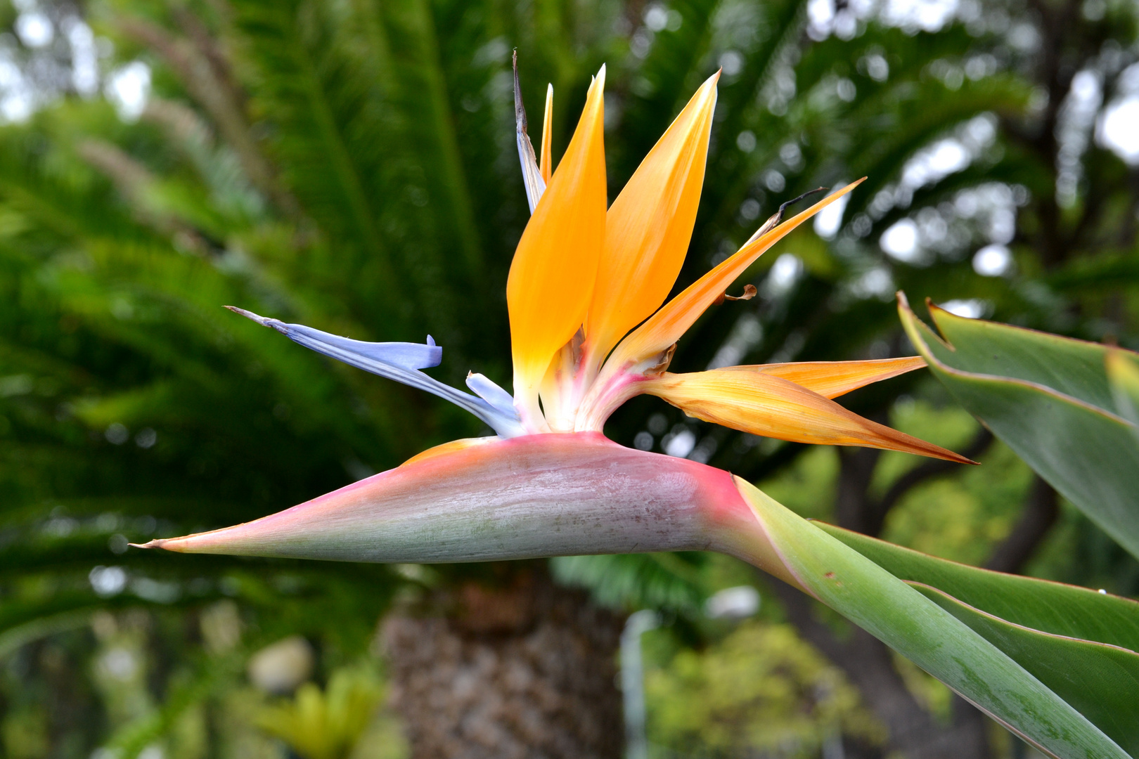 Strelitzia reginae