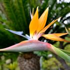 Strelitzia reginae