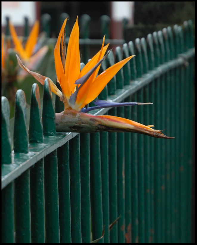 Strelitzia Reginae