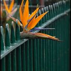 Strelitzia Reginae