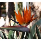 Strelitzia reginae