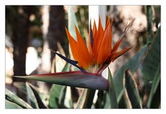 Strelitzia reginae