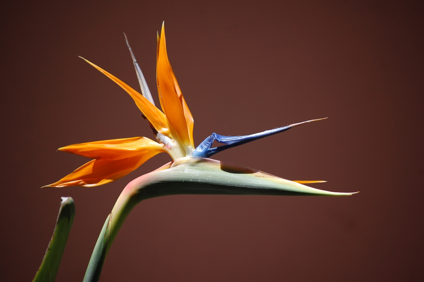 Strelitzia reginae