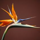 Strelitzia reginae