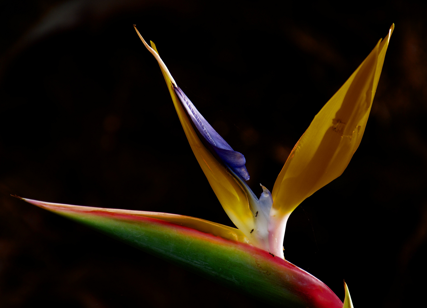 Strelitzia reginae