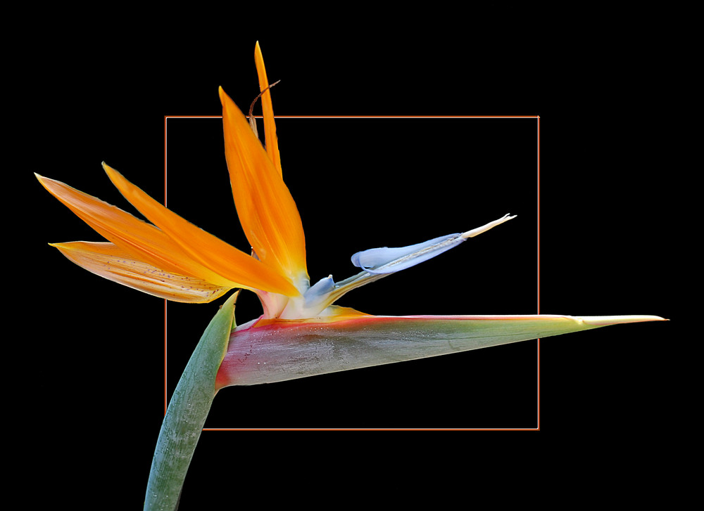 Strelitzia reginae