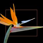 Strelitzia reginae