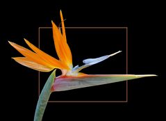 Strelitzia reginae