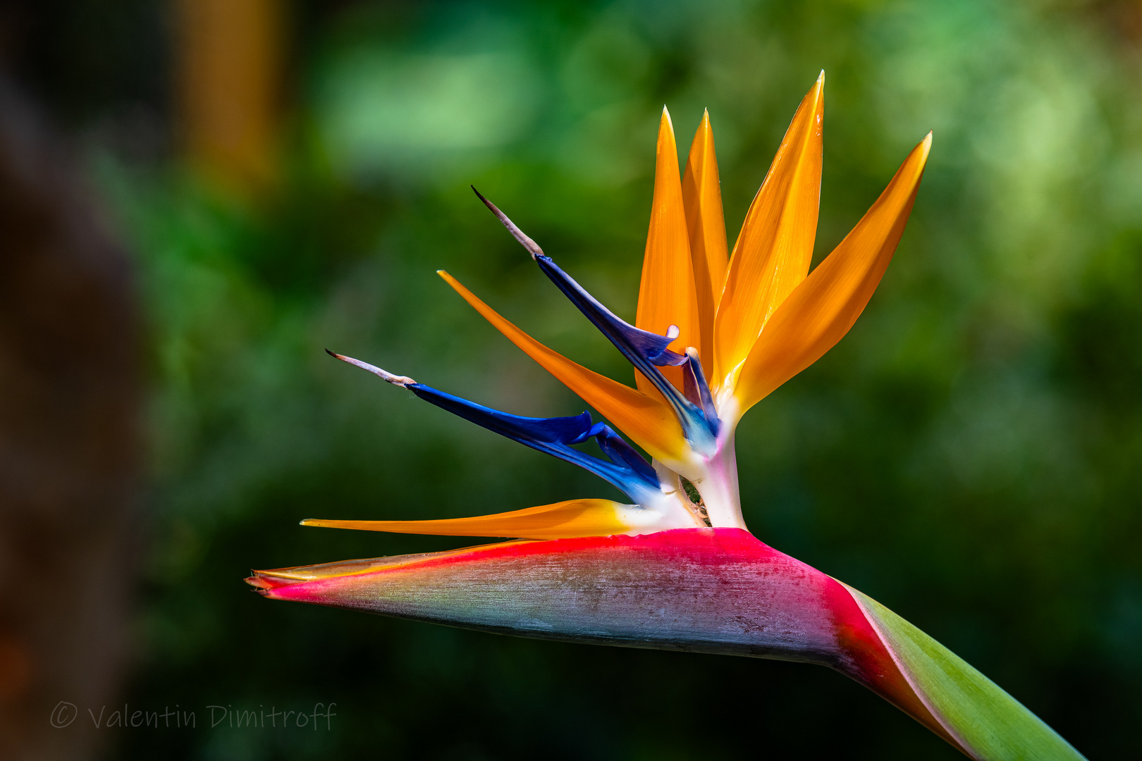 Strelitzia reginae