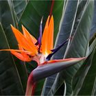 Strelitzia reginae