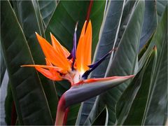 Strelitzia reginae