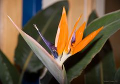 Strelitzia reginae