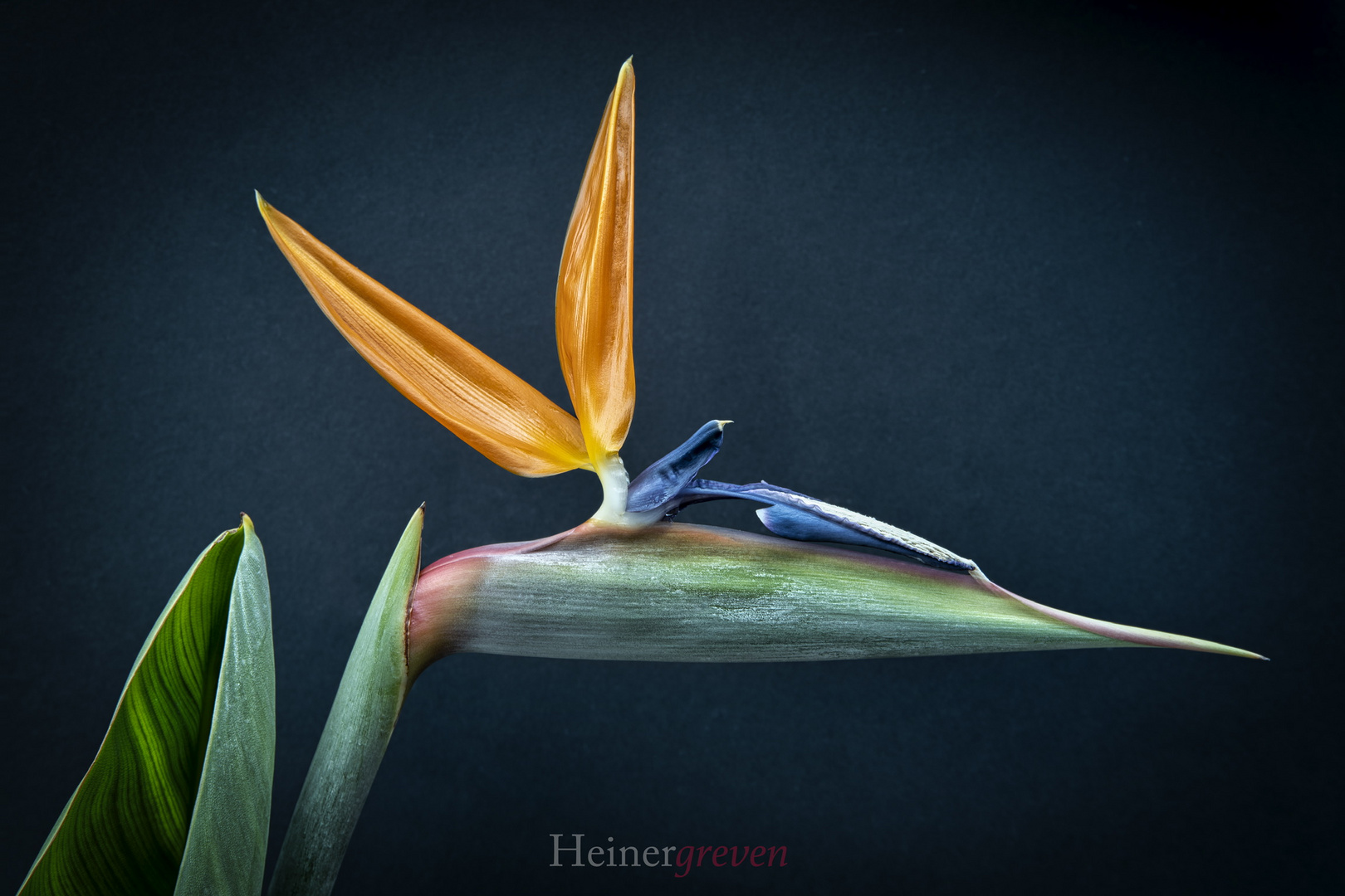 Strelitzia reginae Foto & Bild natur, pflanzen, blüten Bilder auf