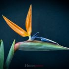 Strelitzia reginae 