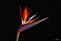 Strelitzia reginae