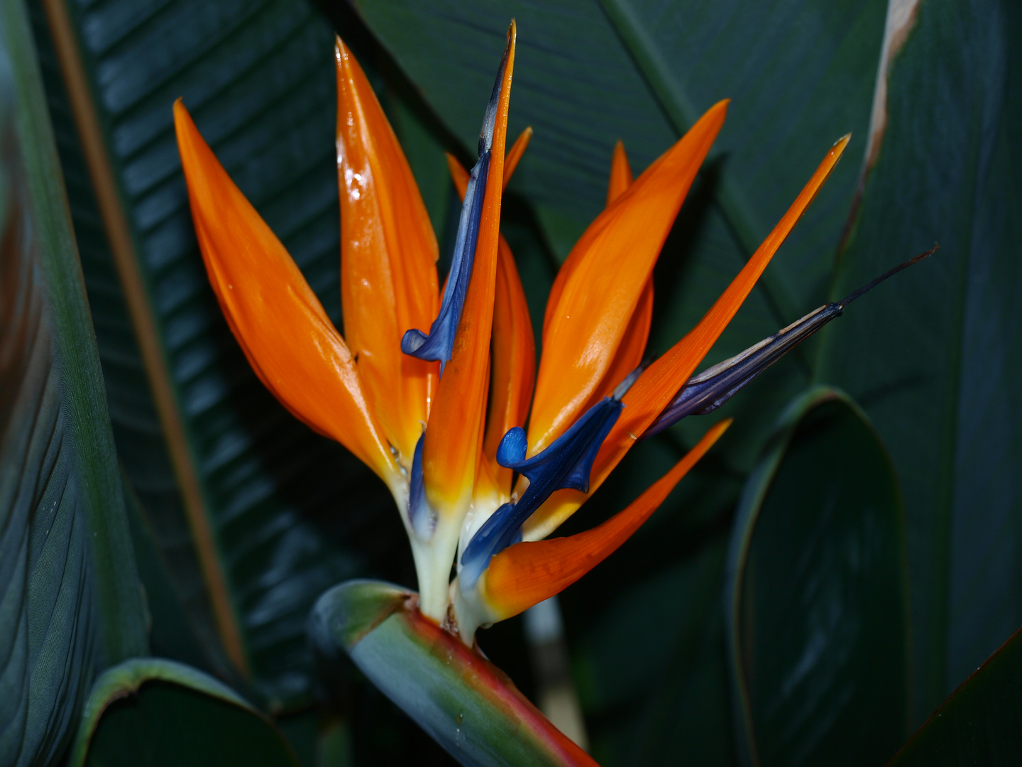 Strelitzia reginae