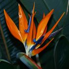 Strelitzia reginae