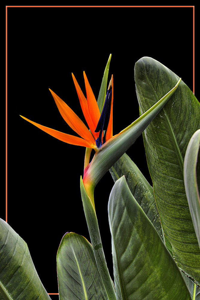 Strelitzia Reginae