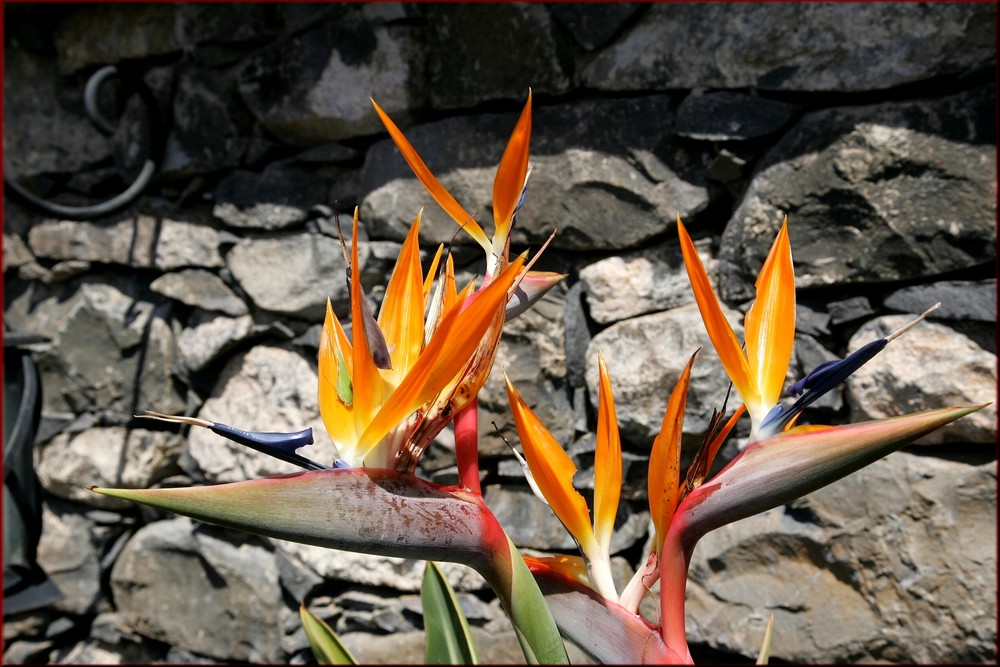 * Strelitzia reginae *