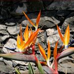 * Strelitzia reginae *