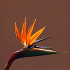 Strelitzia reginae