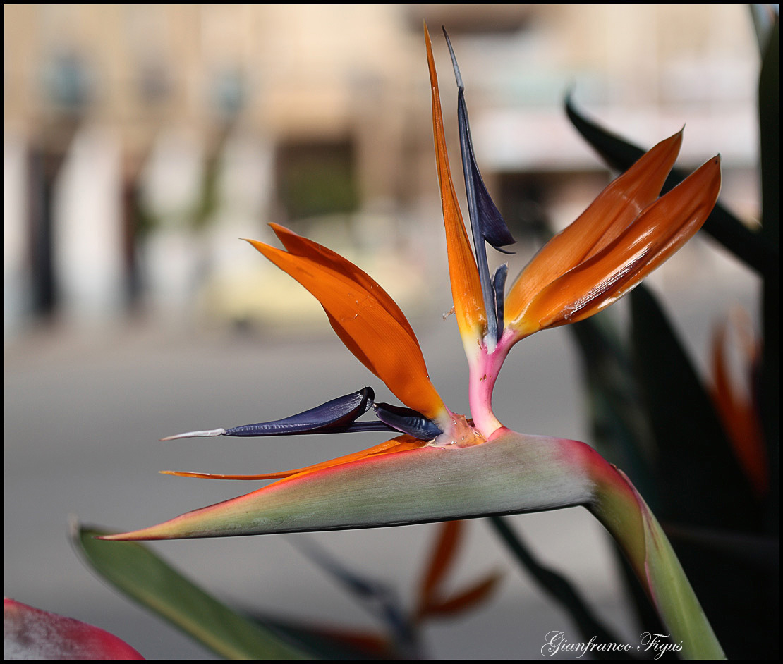 Strelitzia Reginae