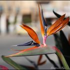 Strelitzia Reginae