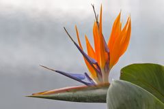 Strelitzia reginae Banks