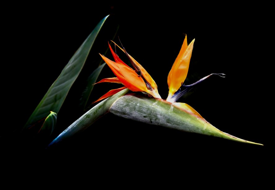 Strelitzia-Reginae