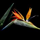 Strelitzia-Reginae