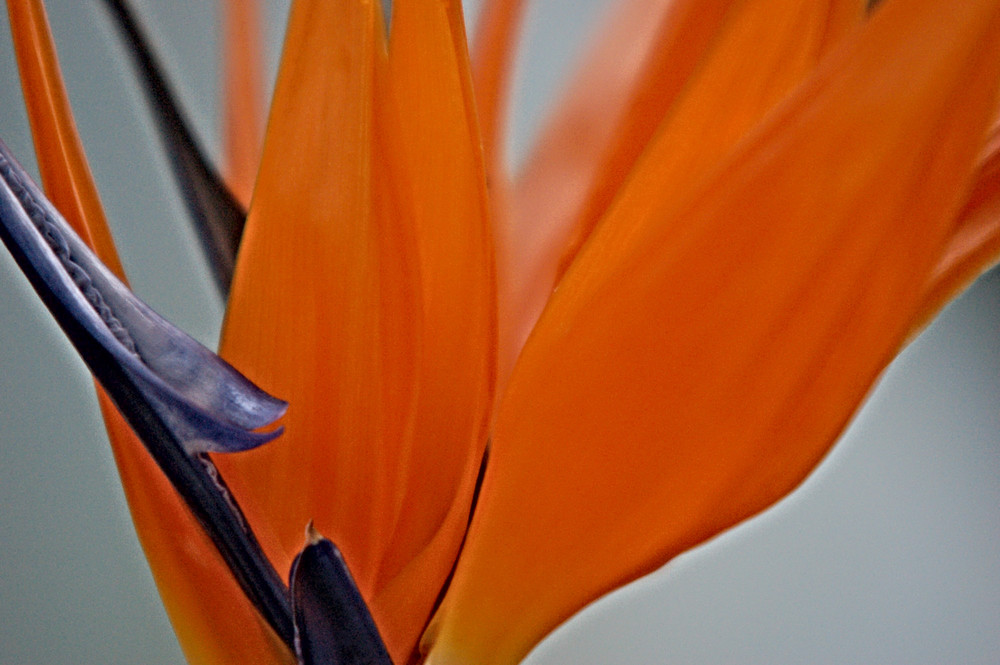 Strelitzia reginae