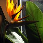 Strelitzia Reginae blüht !