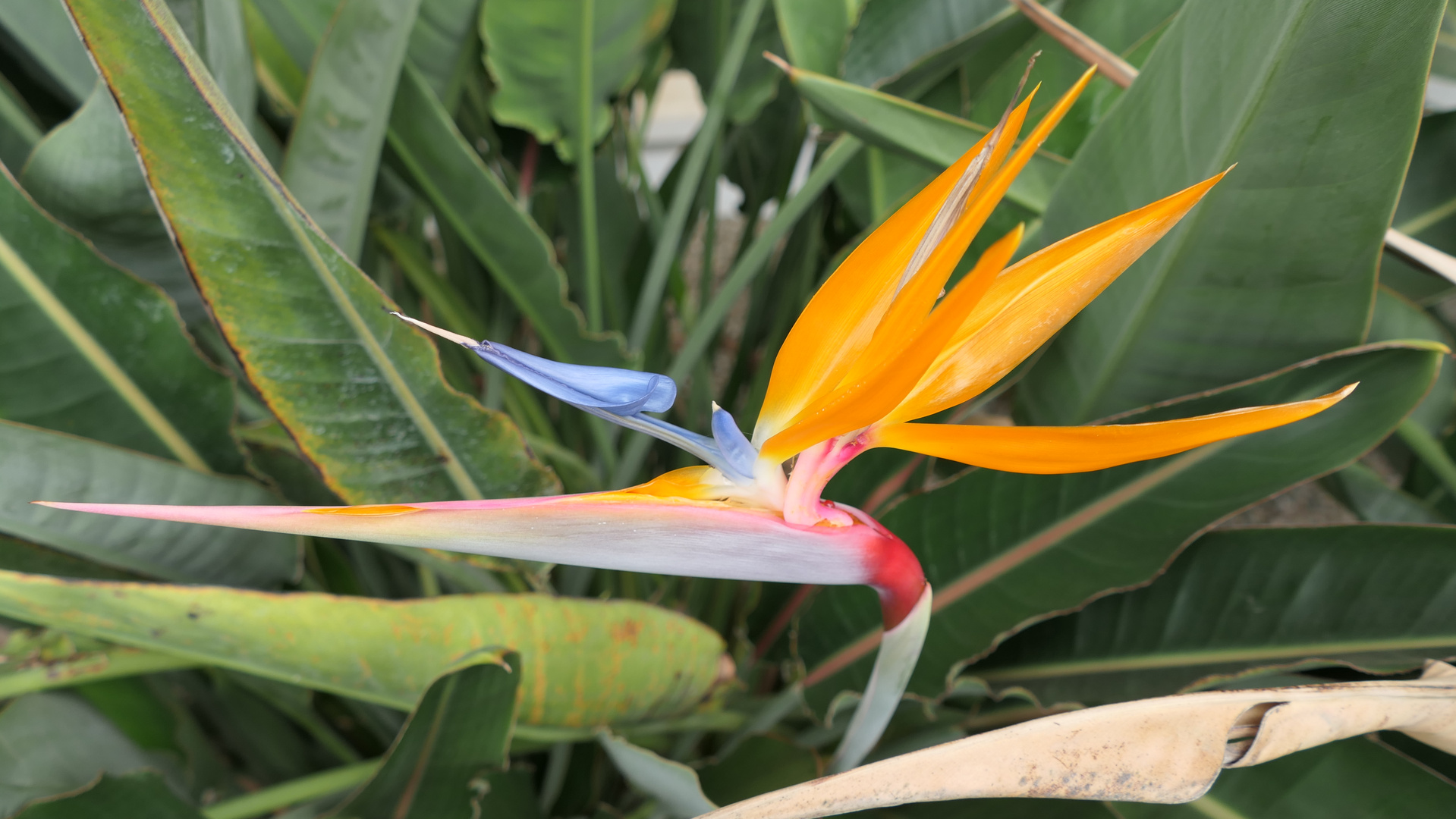 Strelitzia Reginae