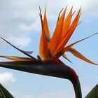 Strelitzia reginae