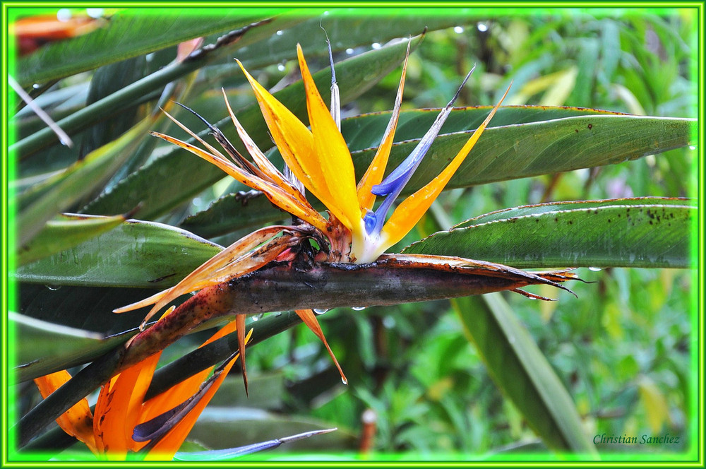 Strelitzia reginae en sueur