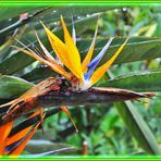 Strelitzia reginae en sueur