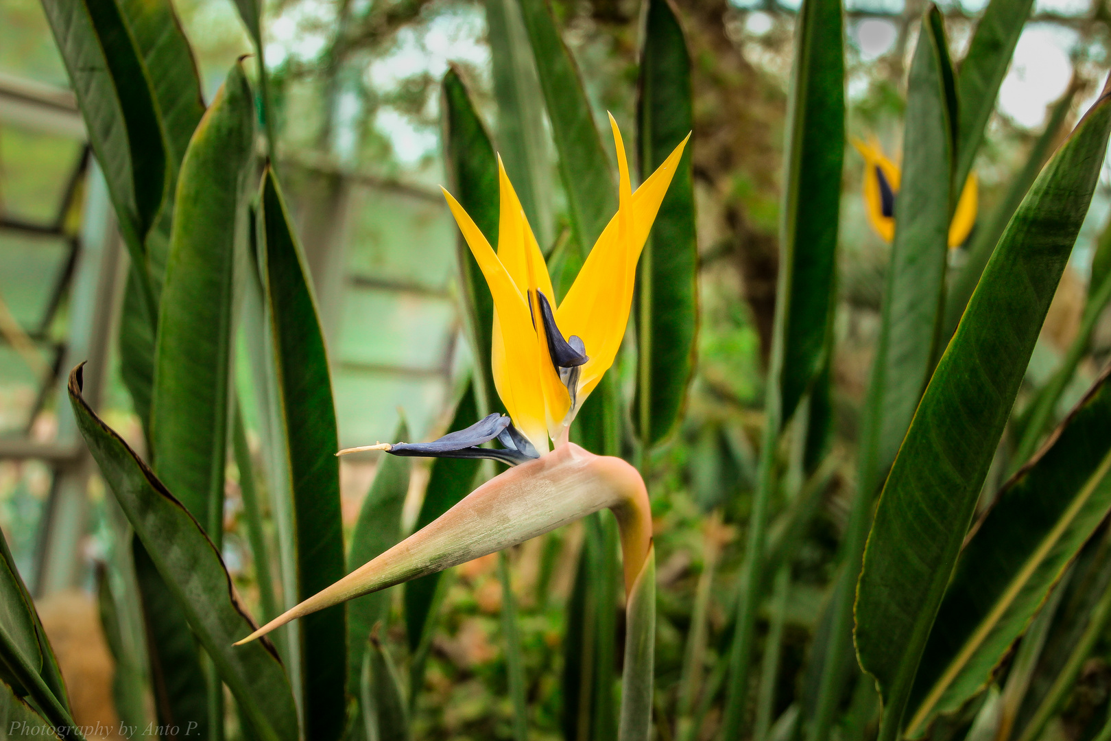 Strelitzia reginae