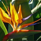 Strelitzia reginae