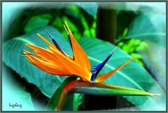 Strelitzia Reginae