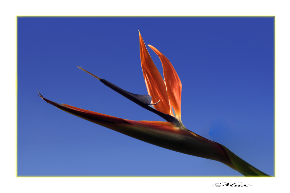 Strelitzia reginae ( Paradiesvogelblume ) aus Süd-America