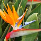 "Strelitzia reginae" Wahrzeichen Madeiras