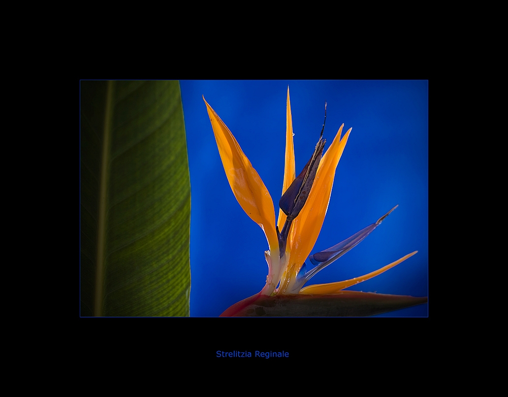 Strelitzia Reginale