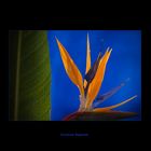 Strelitzia Reginale